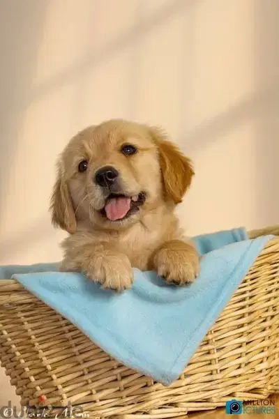 Beautiful Golden Retriever Puppuies Available in Store & Delivery