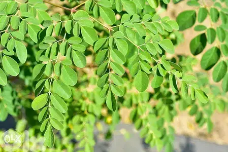 Moringa trees شجر مورينغا الأفريقي