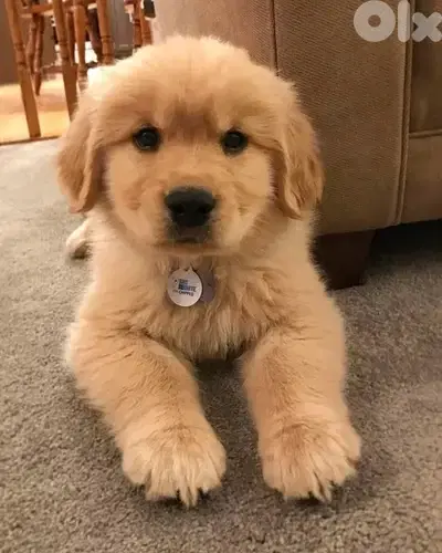 Pure Golden Retriever puppy available in store!! Dog كلب Deliver y