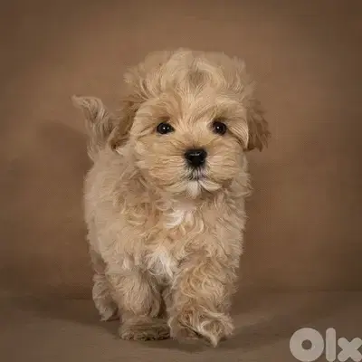 Tiny Toy Maltipoo Puppy Available/ Small Size/ dog كلاب