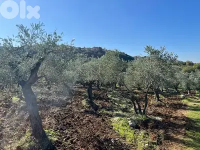 agricultural land for sale bteram