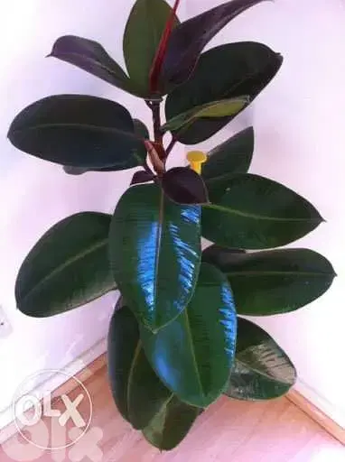 rubber plant dark leaves