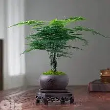 Asparagus Fern Bonsai in Asian pot