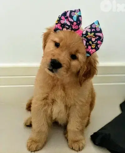 Adorable Pure Golden Retriever Puppies/ Delivery Available/ dog كلاب
