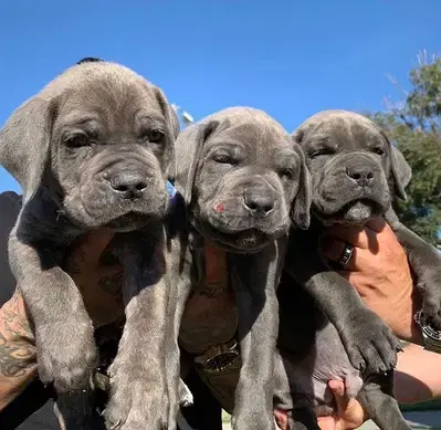 Ultimate Guadian, Cane Corso Puppies Available/ dog كلاب
