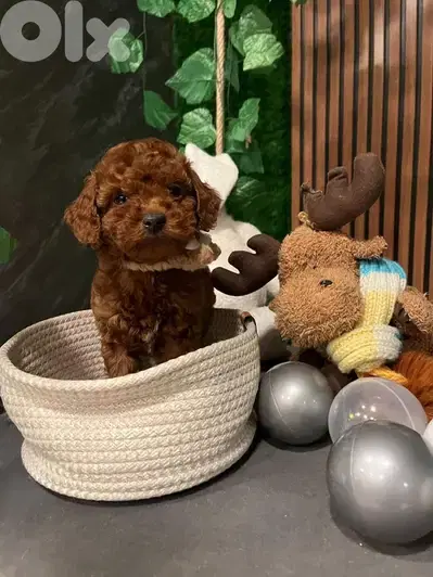 Super Small Red Toy Poodle Puppies Available / dog كلاب