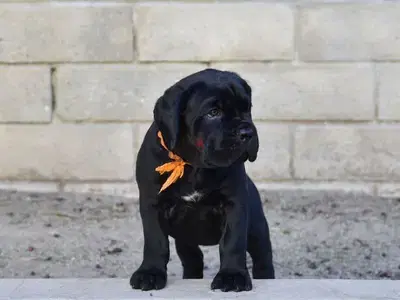 Best Black Cane Corso Puppies Available/ dog كلاب