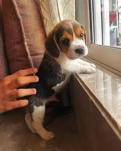 Beagle Puppies Available/ dog كلاب