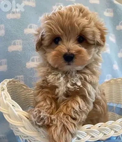 Fluffy & Friendly Maltipoo Puppies  Looking for Homes - Available !!