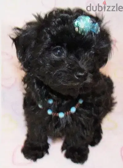 Cutest Black Poodle puppy pure imported Dog deliveryكلاب جرو
