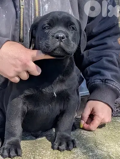 Premium Cane Corso imported puppy pure breed Dog كلب