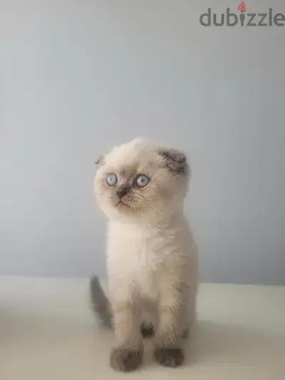 Cute Scottish Fold Blue Point kitten available now! Delivery قطط