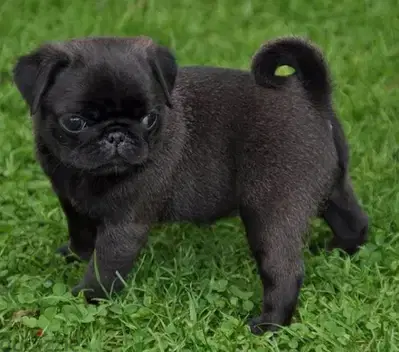Unique Small Pug Puppies Available/ dog كلاب