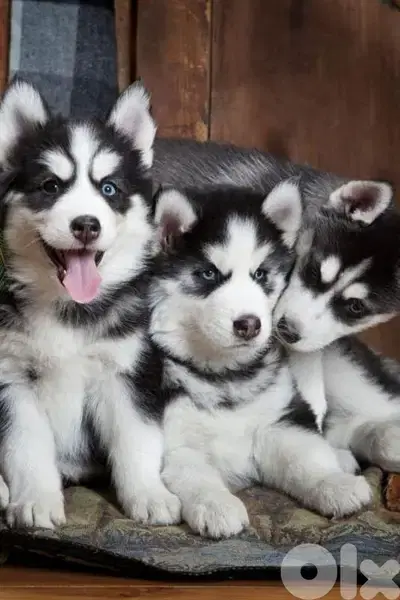 Beautiful Siberian Huskies Available in Store & Delivery