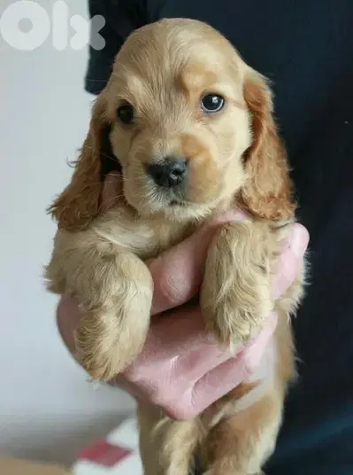 Cute Cocker Spaniel puppy imported Delivery Dog كلاب جرو