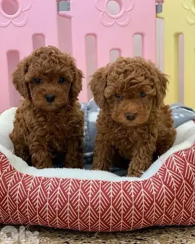 imported toy poodle puppy