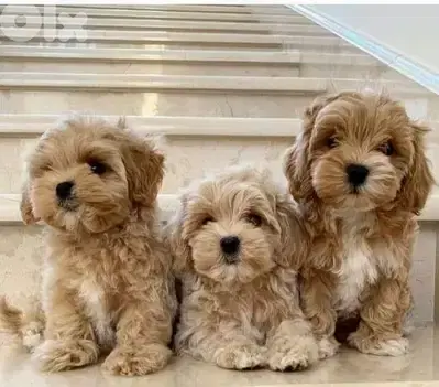Adorable Maltipoo Puppies Available/ In Store & Delivery/ Imported