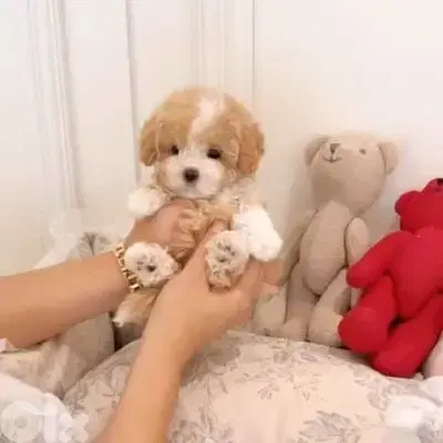 Cutest Teacup Maltipoo puppy pure breed Delivery / dog / كلاب جرو كلب