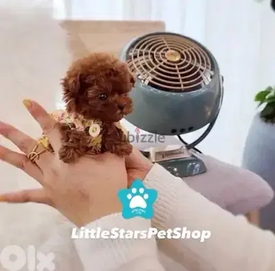 Red Brown Toy Poodle Puppy available in store & Delivery Dog كلب