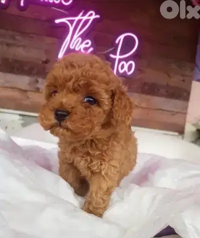Small Toy Poodle puppy imported & available in store! Delivery Dog كلب