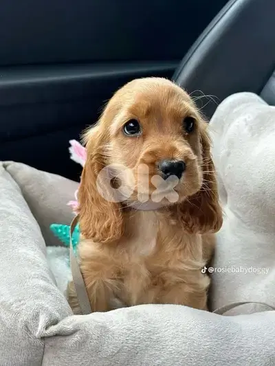 Beautiful Cocker Spaniel Puppies/ dog كلاب