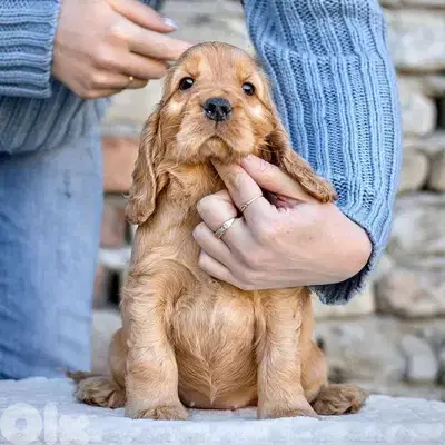 Beautiful Cocker Spaniel Puppies Available/Dog/ كلاب/ in store
