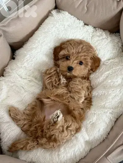 Special Maltipoo Imported Puppies/ dog كلاب