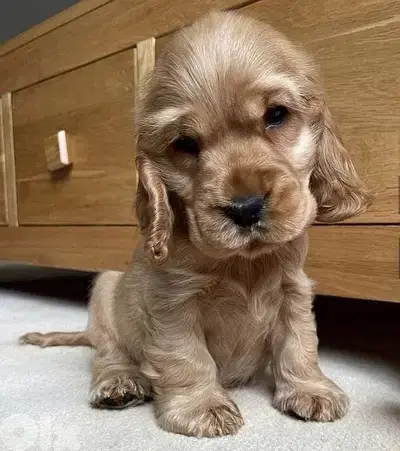 Beautiful Cocker Spaniel Puppies Available/In Store/Delivery/Dog/كلاب