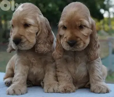 Cocker Spaniel Puppies Available/Dog/كلاب/Delivery