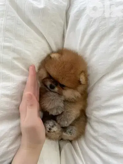 Perfect Pomeranian Puppies Available/ dog