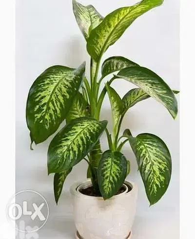 Dieffenbachia دفنباخية