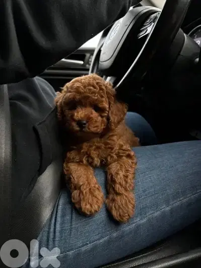 Poodle Small Puppies/ dog كلاب we deliver