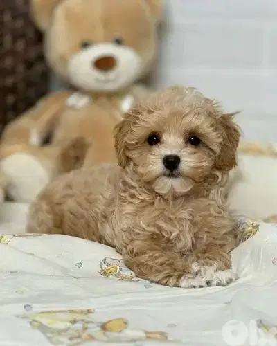 Sweet Maltipoo Small Puppies- dog كلاب
