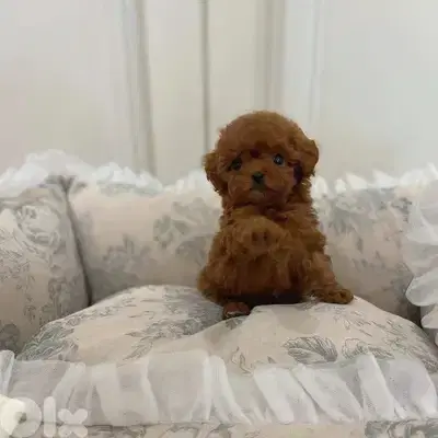 Small Toy Poodle Puppies Available/ dog كلاب