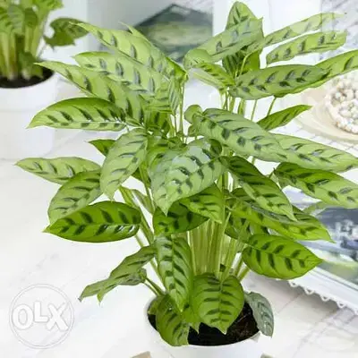 Leo calathea نبات كالاتيا