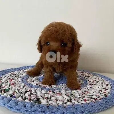 Small Cute Poodle Toy Puppies/ dog كلاب