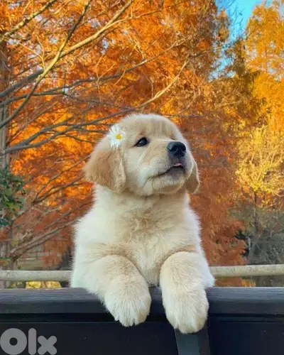 Cute & Pure Golden Retriever Puppies/ dog  كلاب