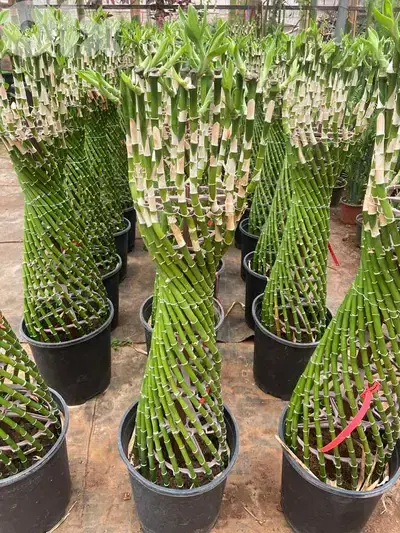 Bamboo Braided Special Edition - Indoor/outdoor
