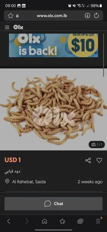 دود قبابي