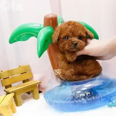 Small & Super Cute Toy Poodle Puppies/ dog كلاب