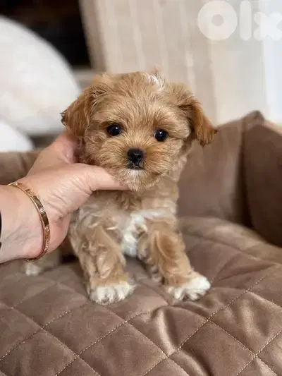 Sweetest Maltipoo Puppies small in store/ dog كلاب