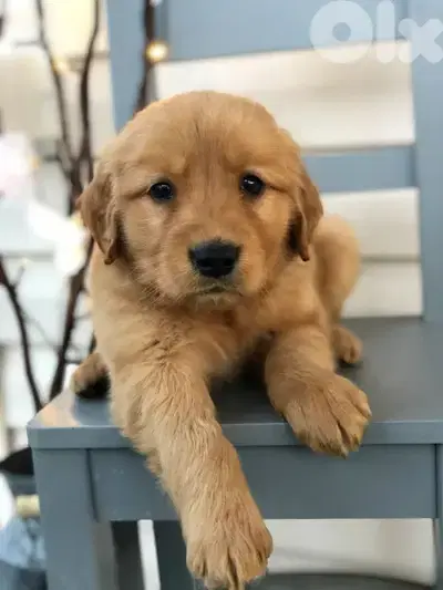 High Quality Pure Golden Retriever Puppies/ dog كلاب
