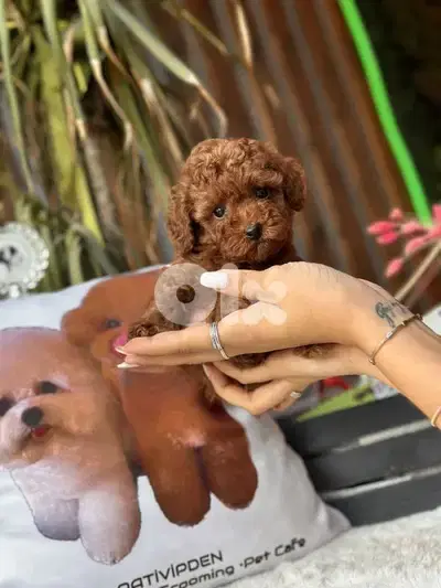 Tiny Toy Poodle Red Brown Color Puppies/ dog كلاب