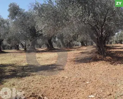 Exceptional Investment Opportunity,Mazraat Ejbeh, Zgharta REF#ZY126418