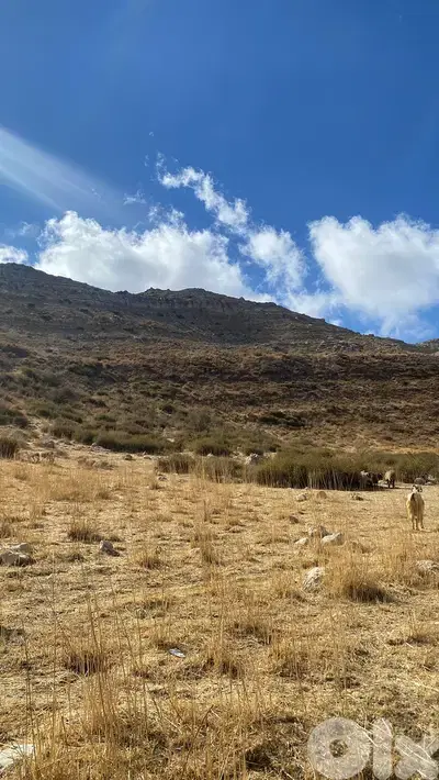 Land for sale in Laklouk - أرض للبيع في اللقلوق