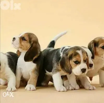Beagle Puppies now available