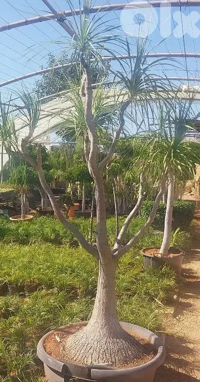 beaucarnea plant شجرة بوكارنيا مميزة طول ٢،٥ متر