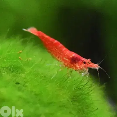 red cherry shrimp