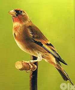 نغل طائر مستوى عالي جداً