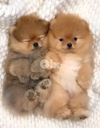 Adorable Teacup Pomeranian imported available